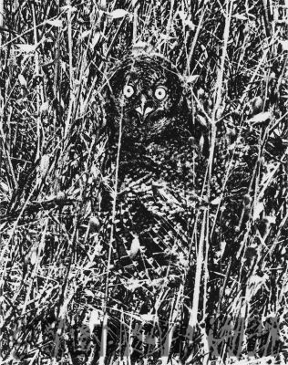 Owl.jpg