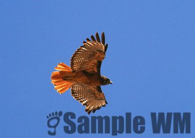 RedTailedHawk_02.jpg