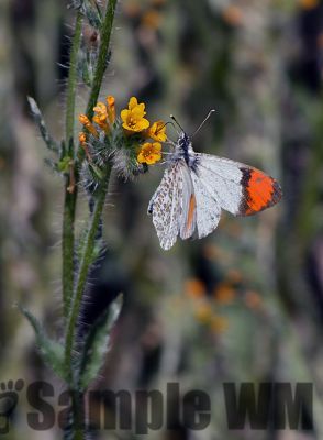 SarasOrangeTip_032910.jpg