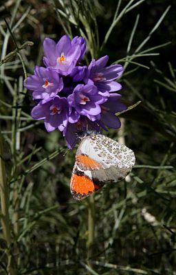SarasOrangetip_03.jpg