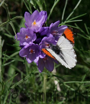 SarasOrangetip_8_10_forprint.jpg