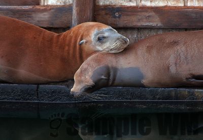 Seals_friends.jpg