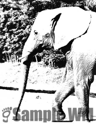 elephant.jpg