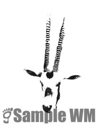 horns2.jpg