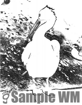pelican2.jpg