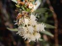 Bee_01_small.jpg
