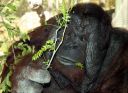 BigMonkey_2.jpg
