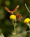Butterflys_002.jpg