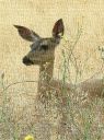 Deer4_-_Copy.jpg