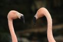 Flamingo.jpg