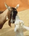 Goats.jpg