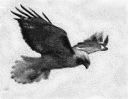 Hawk.jpg