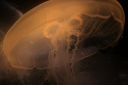 JellyFish_01.jpg