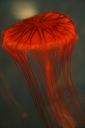 JellyFish_03.jpg