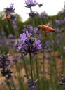 LavenderBee_02.jpg