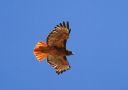 RedTailedHawk_02.jpg