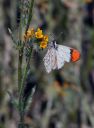 SarasOrangeTip_032910.jpg