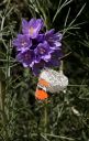 SarasOrangetip_03.jpg