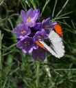 SarasOrangetip_8_10_forprint.jpg