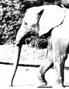 elephant.jpg