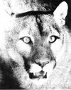 lion2.jpg