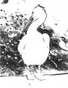 pelican2.jpg