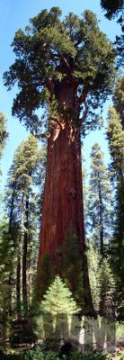 GeneralShermanTree
