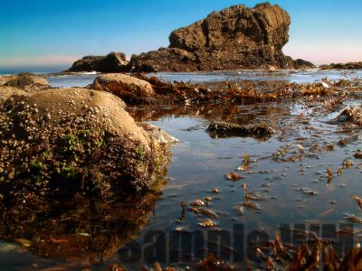 KelpBed

