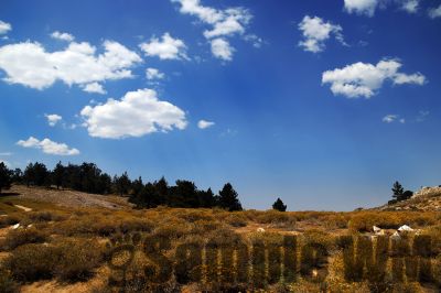 MountPinos
