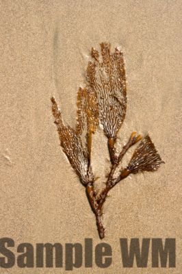 OceanLeaves

