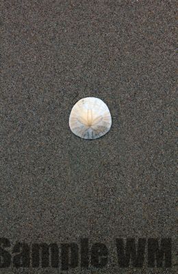 SandDollar
