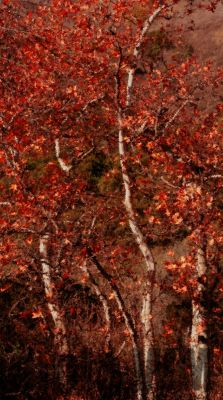 SycamoreGrove.jpg