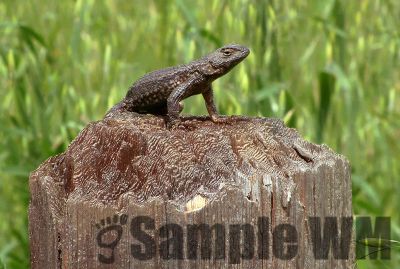 WesternFenceLizard
