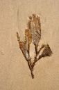 Filename=OceanLeaves.jpg
Filesize=186KiB
Dimensions=672x1008
Date added=Mar 20, 2023 OceanLeaves.jpg