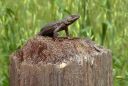 WesternFenceLizard.jpg